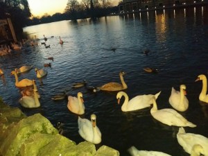 Sunset at 4pm in Eton...but the swans don't suffer from SAD
