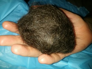 A big hairy mess...fighting the legal fight